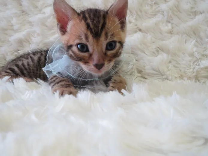 かおる 様のお迎えした子猫