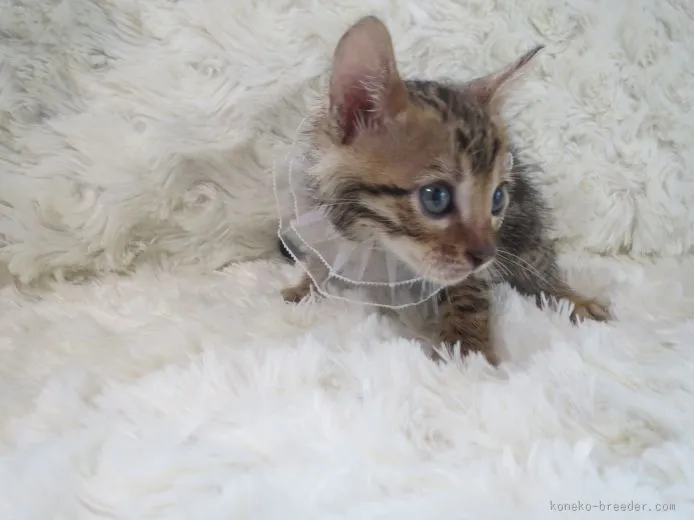 ID：1507-00088の子猫