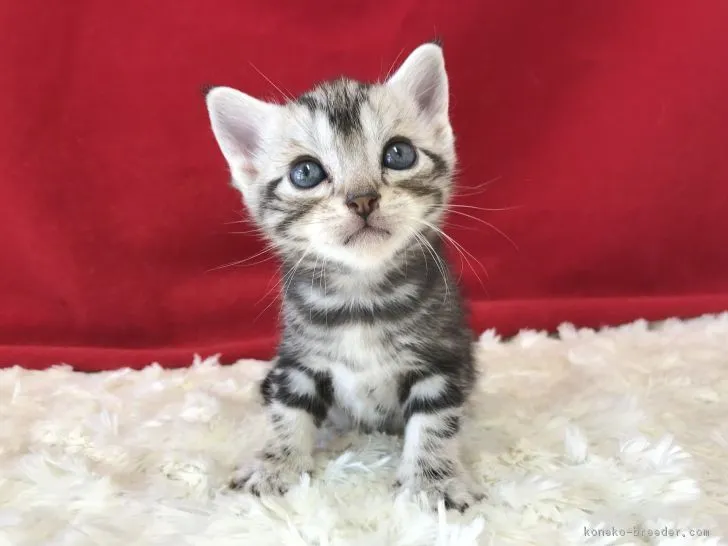 よしぱん 様のお迎えした子猫