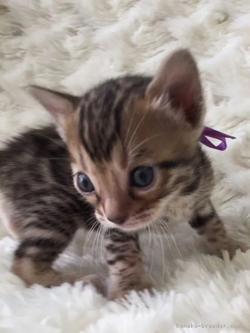 ID:1603-00451の子猫