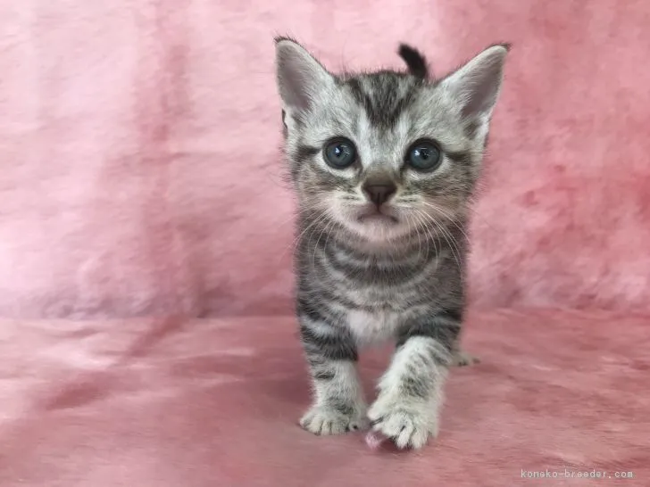 もも 様のお迎えした子猫