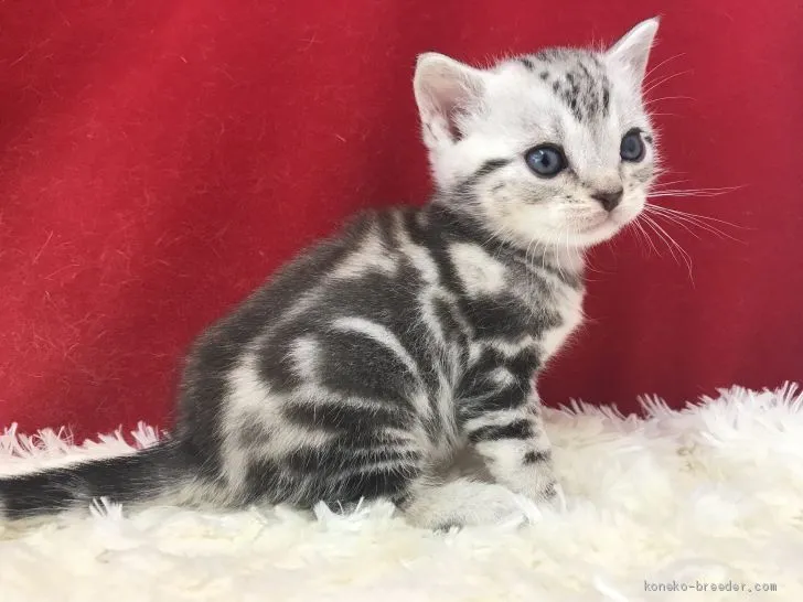 ID：1911-01786の子猫