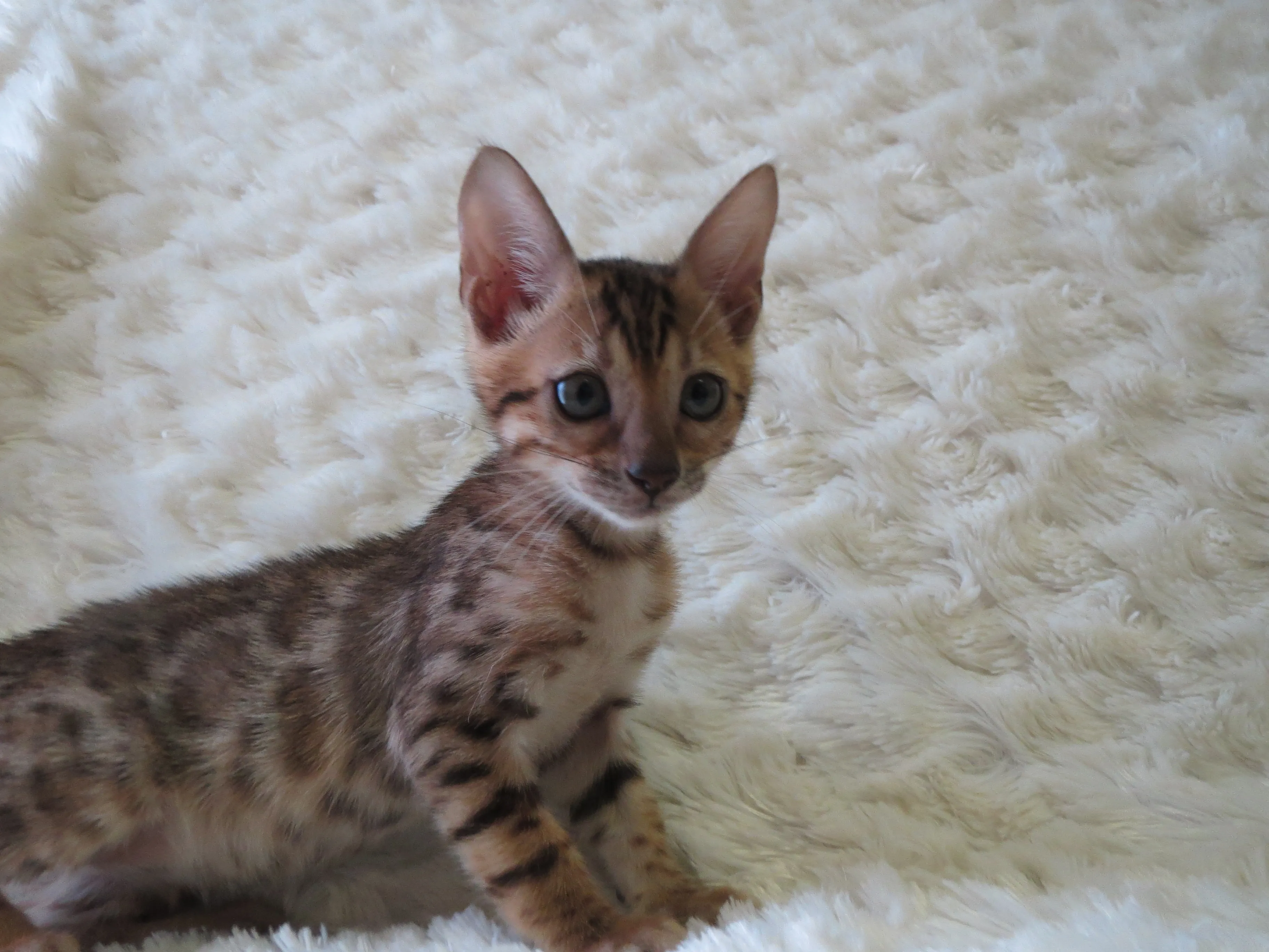 ID：1607-00801の子猫