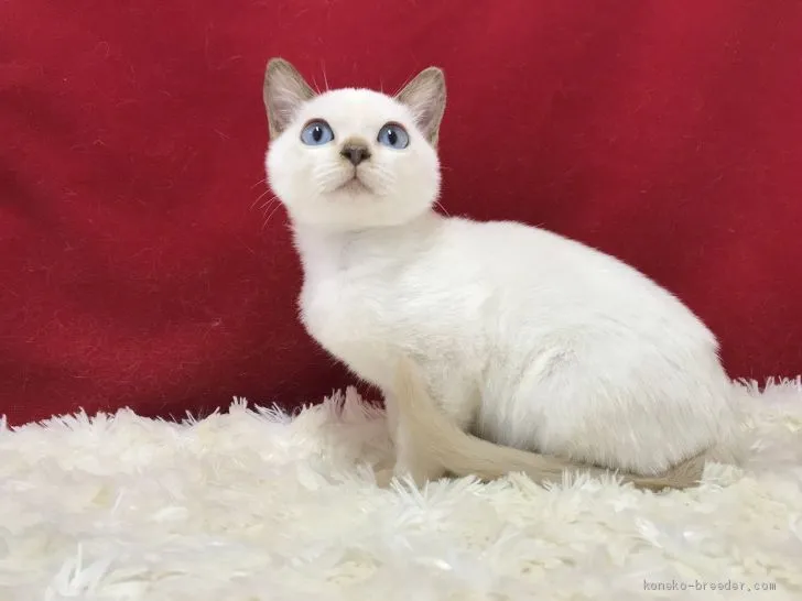 ID：1911-01437の子猫