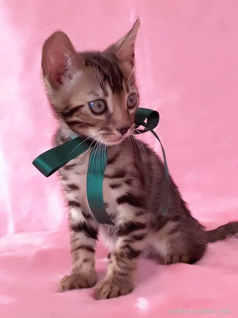 ID：1708-01155の子猫