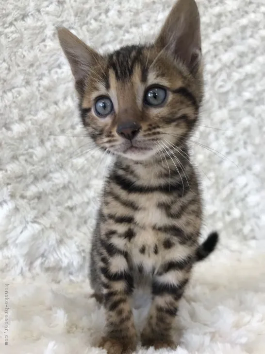 ID：1801-00945の子猫