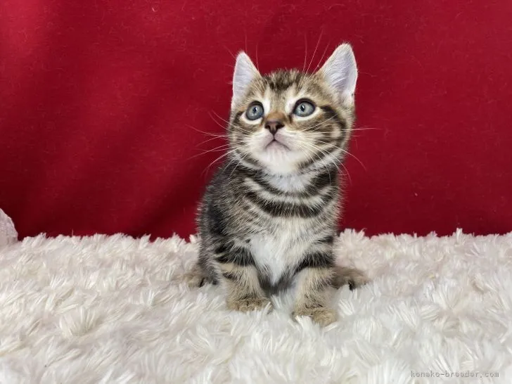 ID：2104-00277の子猫