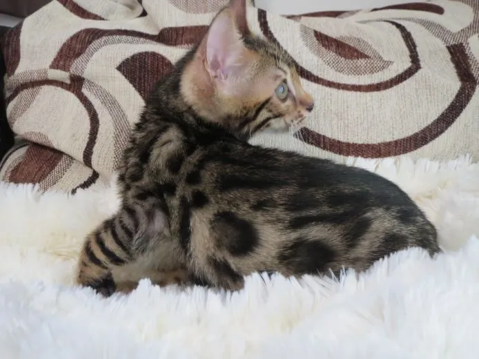 ID：1506-00179の子猫