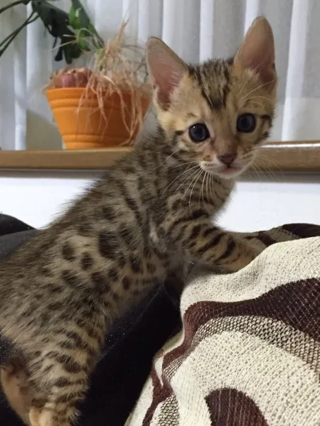 ID:1412-00084の子猫