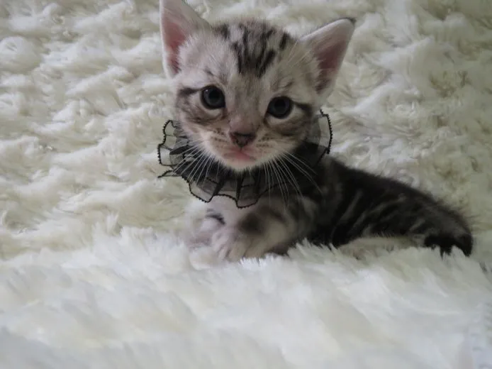 2ニャンのお母さん 様のお迎えした子猫