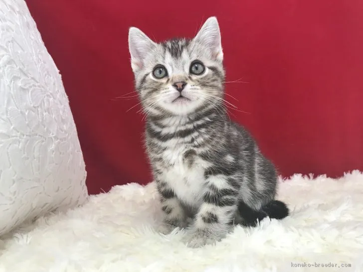 あ 様のお迎えした子猫