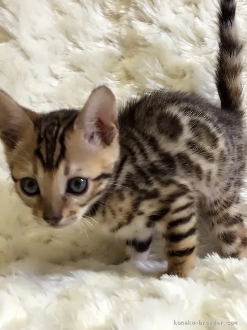 ID:1606-00203の子猫