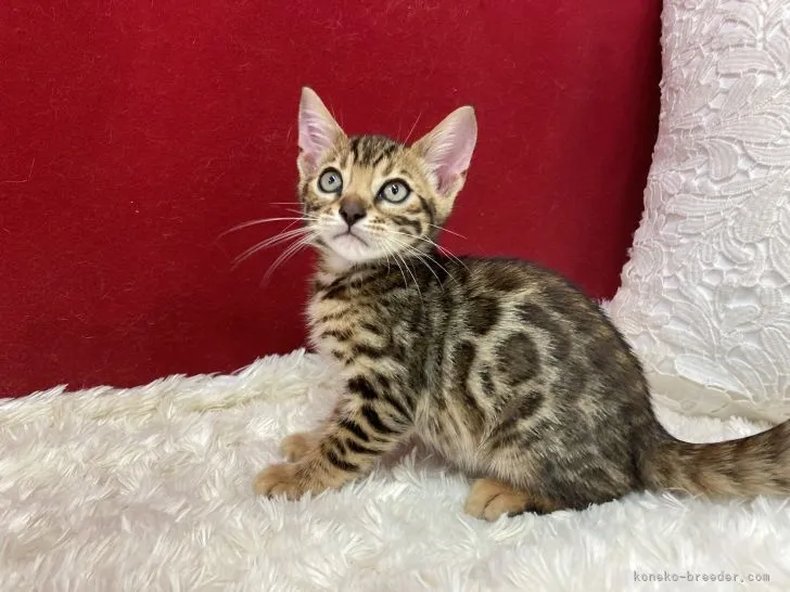 ID：2208-00851の子猫