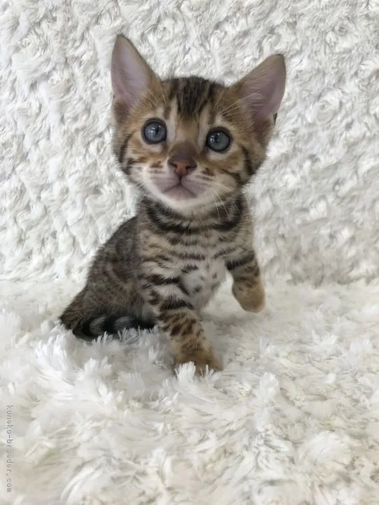 ID：1802-00934の子猫