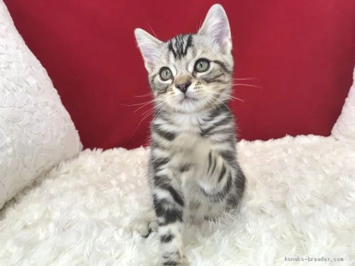 ID：2009-00947の子猫