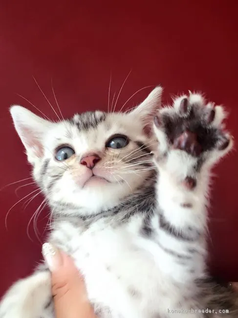 レオンママ 様のお迎えした子猫