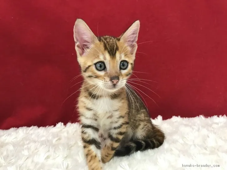 ID：2007-00547の子猫