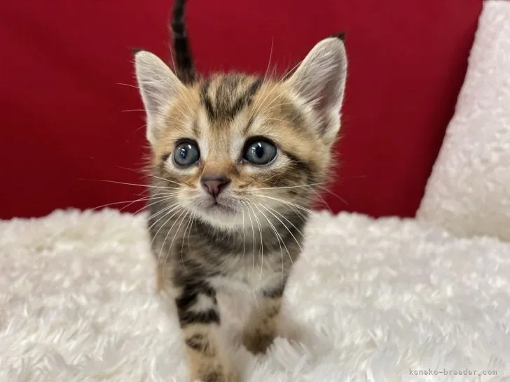 W.J 様のお迎えした子猫