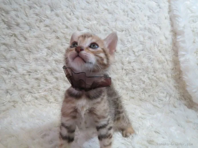 ID:1511-00126の子猫