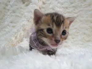 ID:1402-00009の子猫