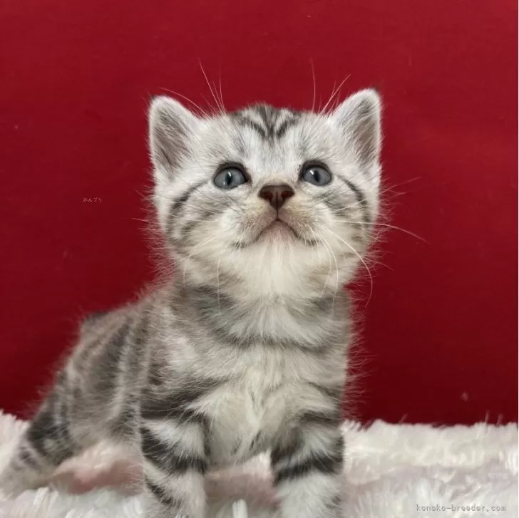 ID:2403-02694の子猫