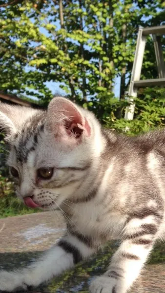ID:1310-00140の子猫