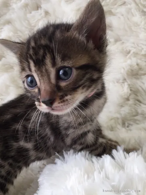 ID:1603-00450の子猫