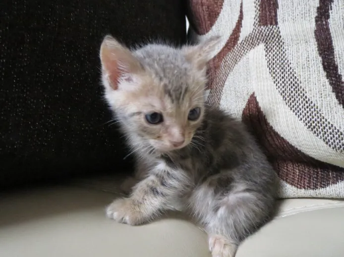 のり 様のお迎えした子猫
