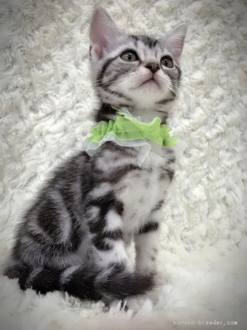 初猫 様のお迎えした子猫