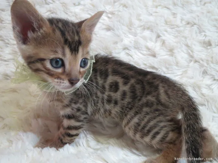 ID:1601-00189の子猫