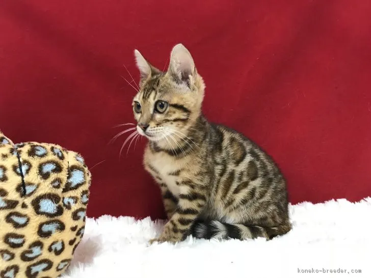 ID:1812-00887の子猫