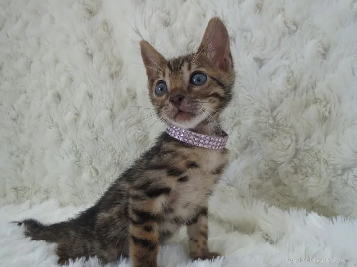 ID：1607-00532の子猫