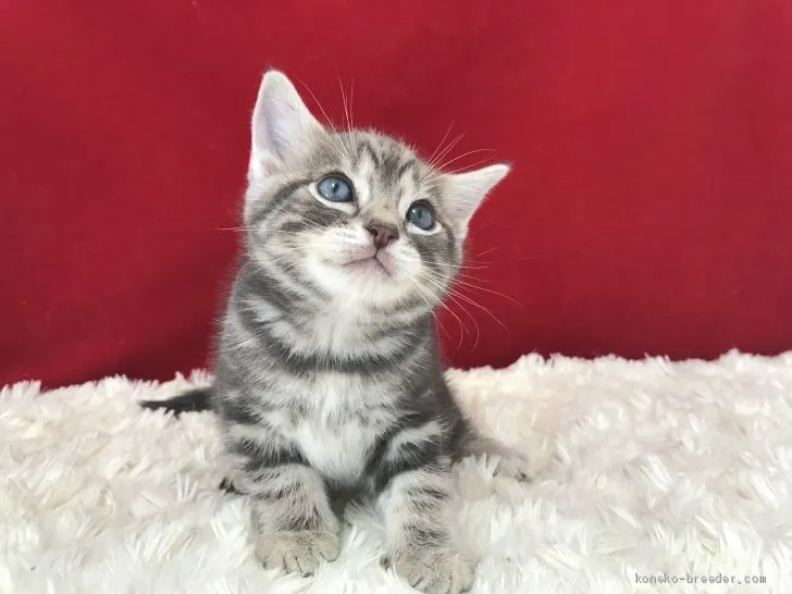 ID：2010-00026の子猫