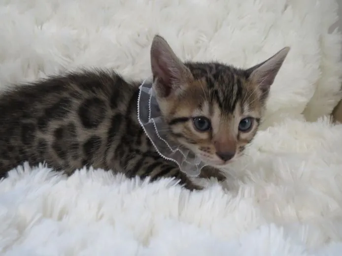 ID:1505-00307の子猫