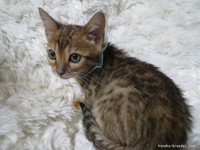 ID:1510-00519の子猫