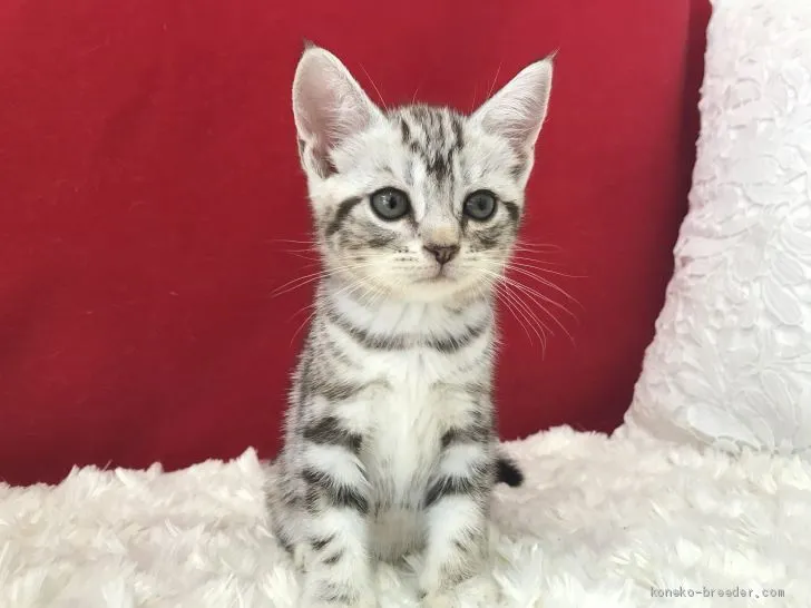 ID：2006-01816の子猫