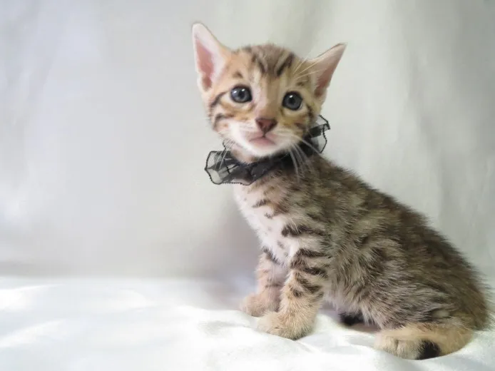 ID：1408-00017の子猫