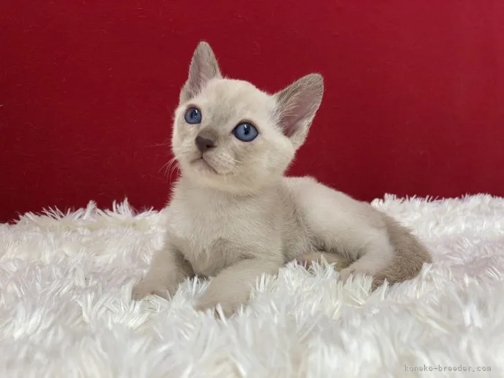 ID：2207-00585の子猫