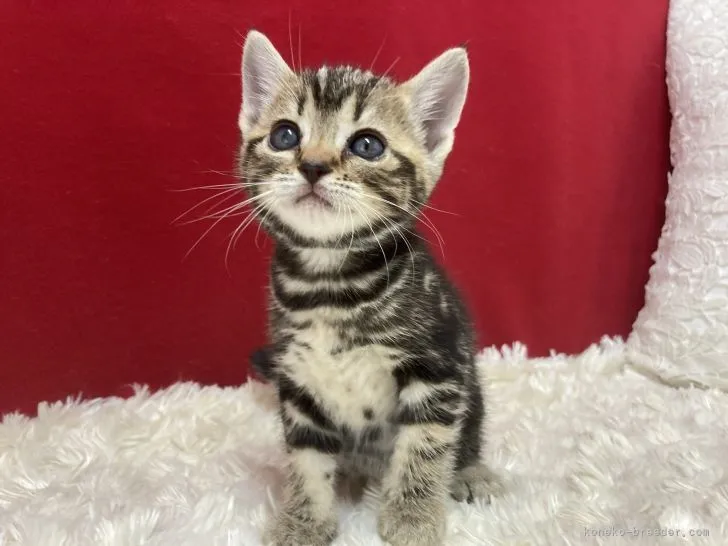 ID：2209-02888の子猫