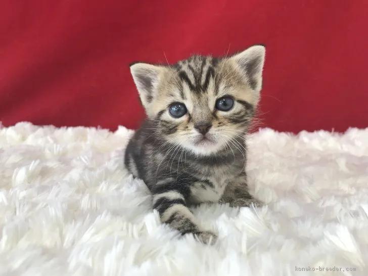 ID：1904-01385の子猫