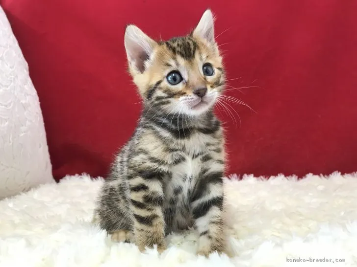 ID：2001-00367の子猫