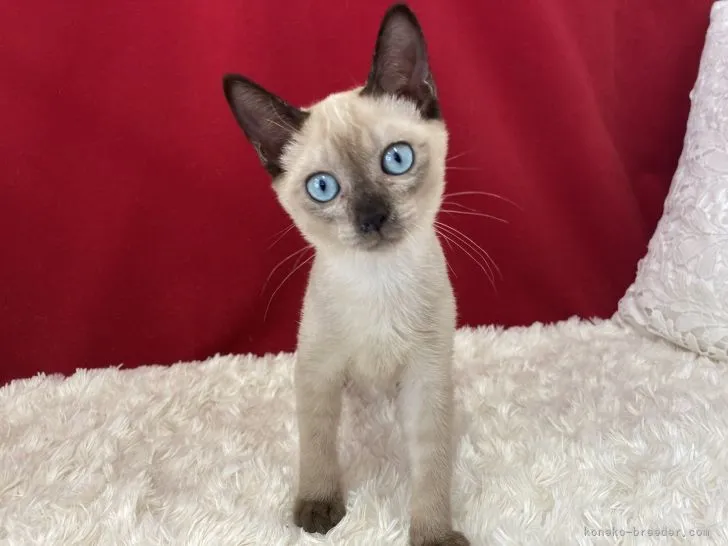 ID：2108-00300の子猫