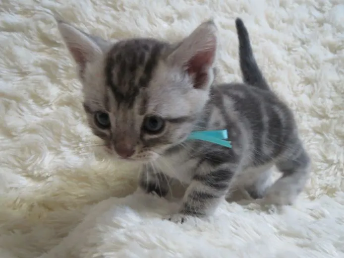 心太朗 様のお迎えした子猫