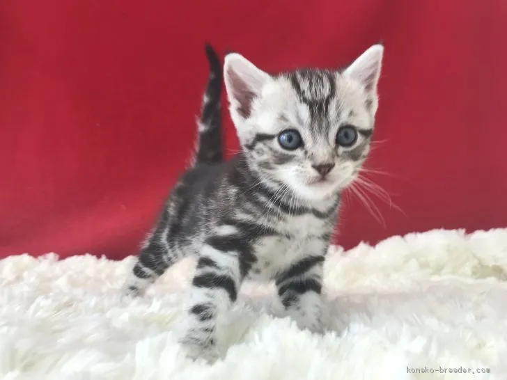 ID：1906-00927の子猫