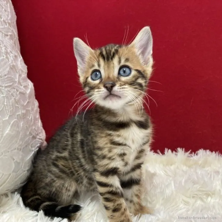 ID：2306-00776の子猫