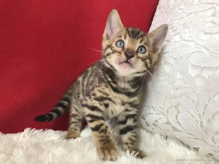 ID：2103-01498の子猫