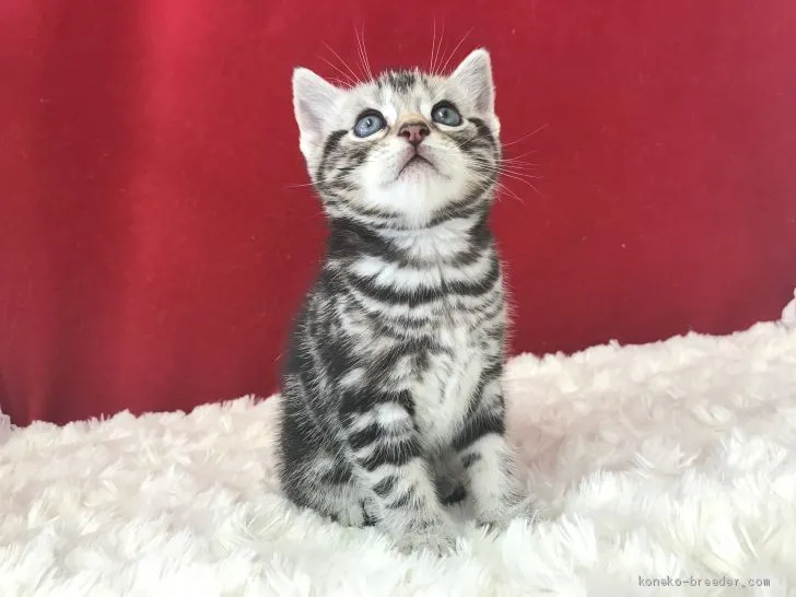 meg 様のお迎えした子猫