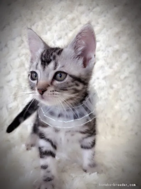 ID:1706-00724の子猫