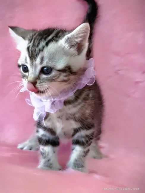 まる 様のお迎えした子猫