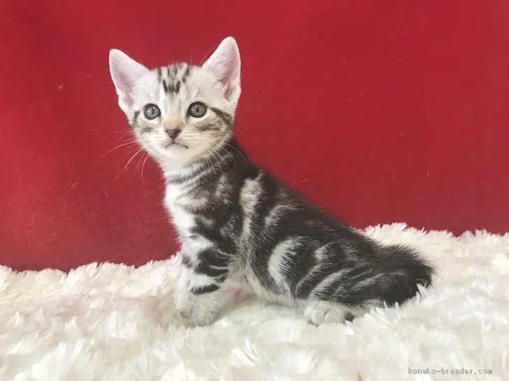 ID:1908-01024の子猫